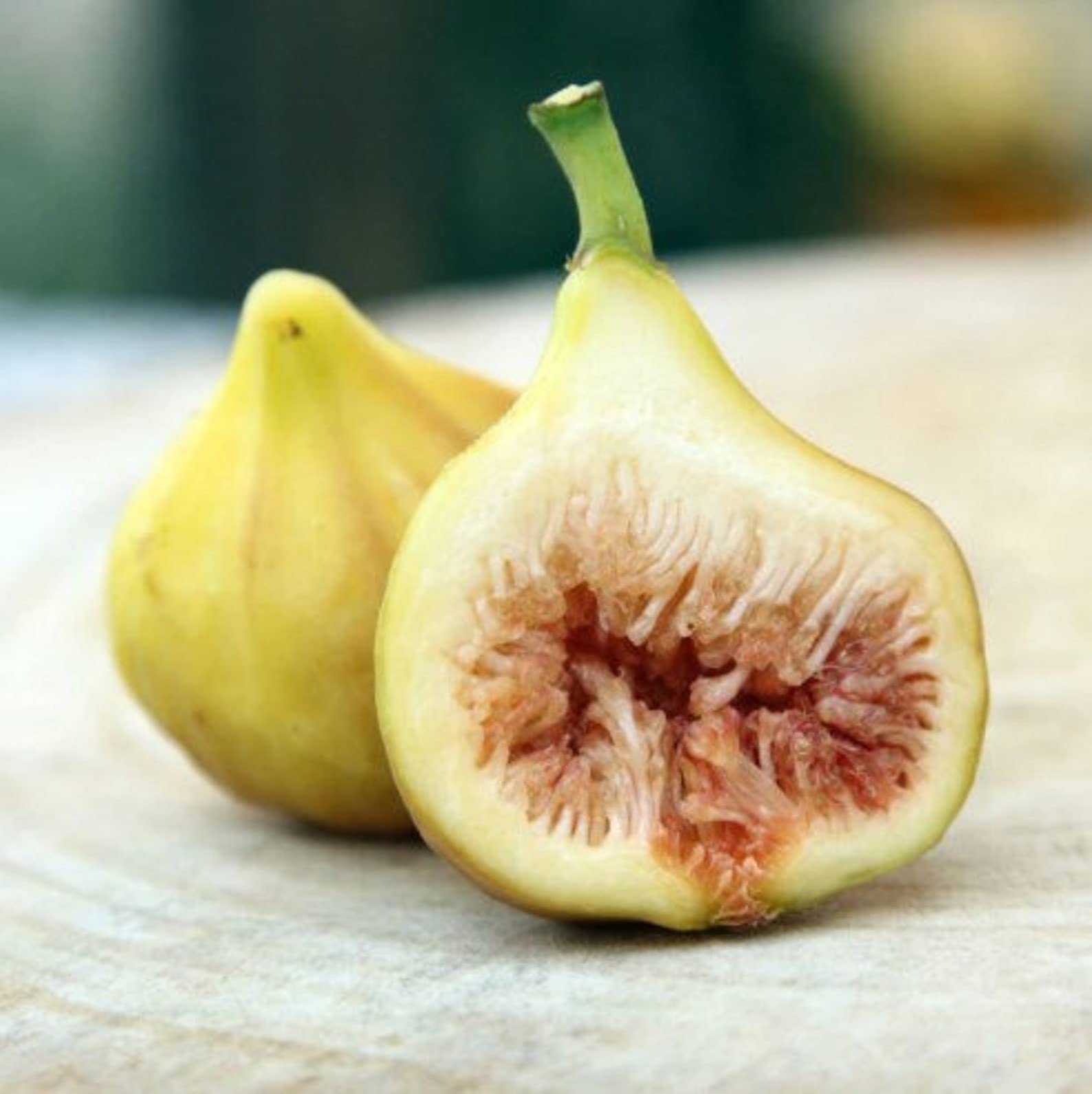 Golden - Fig for planting in home garden